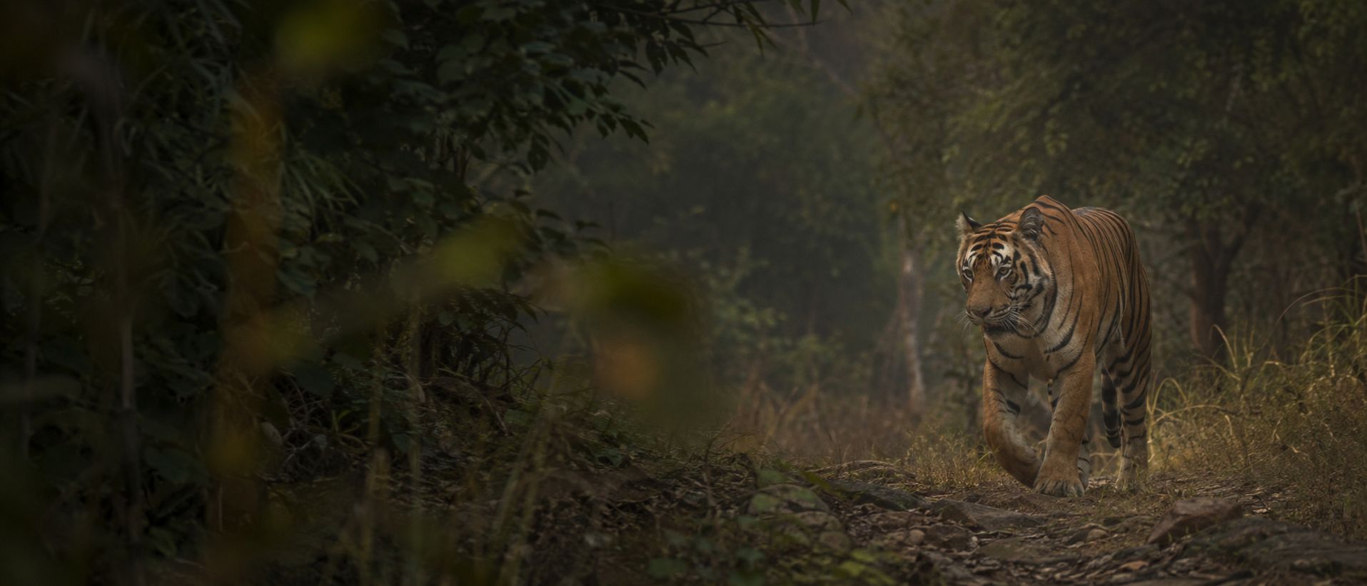 A wild Bengal tiger walks along the edge of dense Indian forest at dawn.
