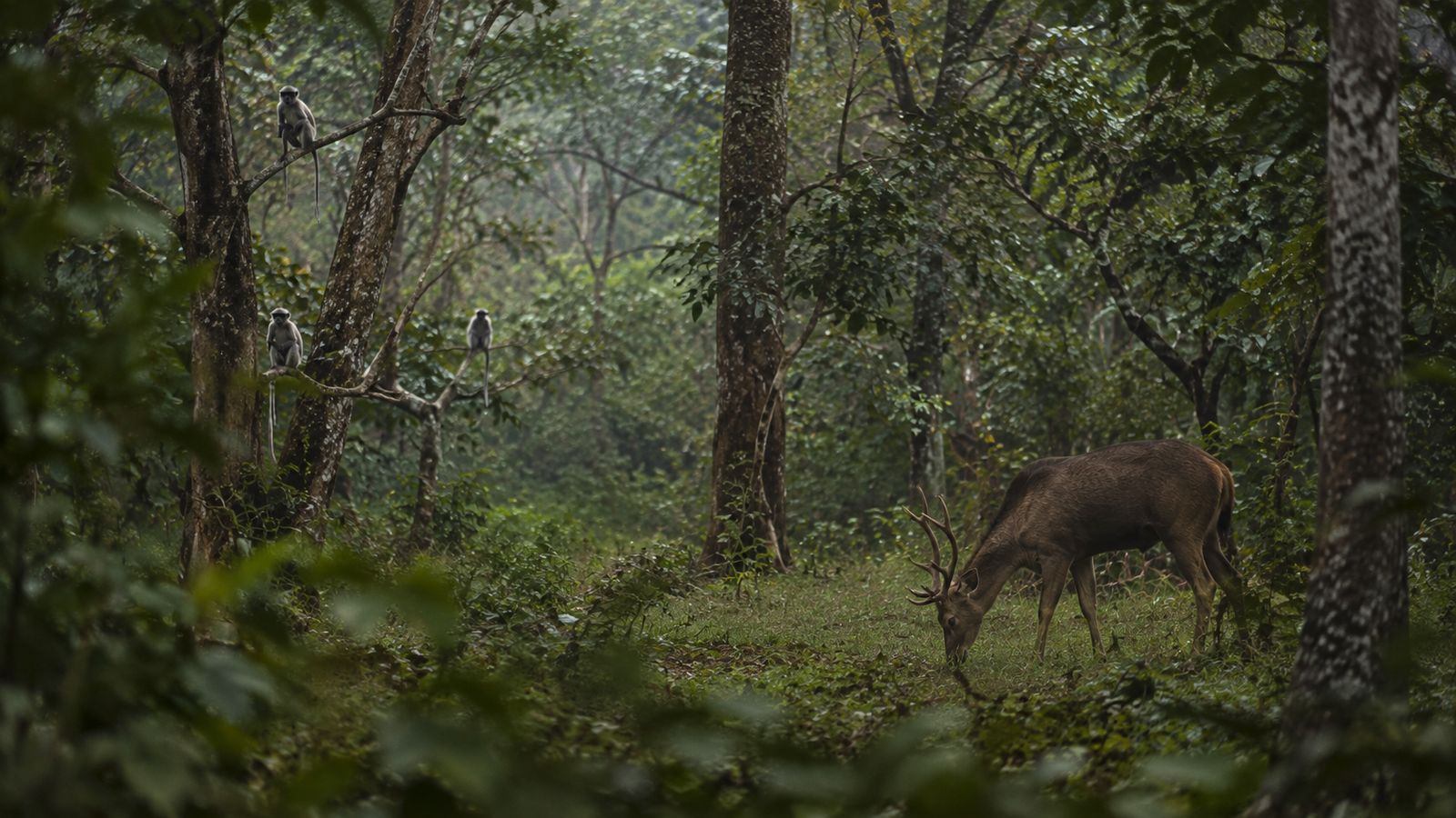 A sambar deer and langurs share a lush Indian forest clearing in tiger habitat.