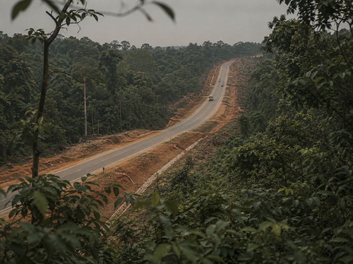 A new road cuts through dense forest in a tiger landscape.